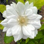 Clematis 'Duchess of Edinburgh'