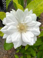 Clematis 'Duchess of Edinburgh'