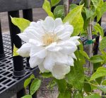 Clematis 'Duchess of Edinburgh' - Image 2