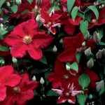 Clematis 'Ernest Markam'