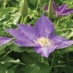 Clematis 'H.F. Young'