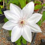 Clematis 'Henryi'