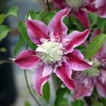 Clematis 'Josephine'