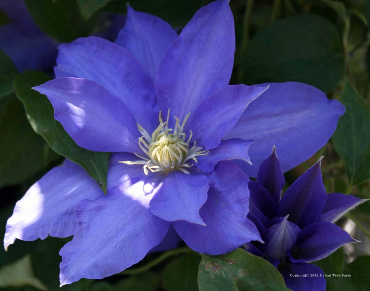 Clematis-Ken-Donson Clematis 'Ken Donson' - Image 1