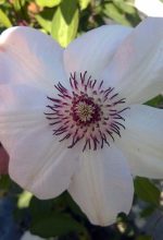 Clematis 'Miss Bateman'