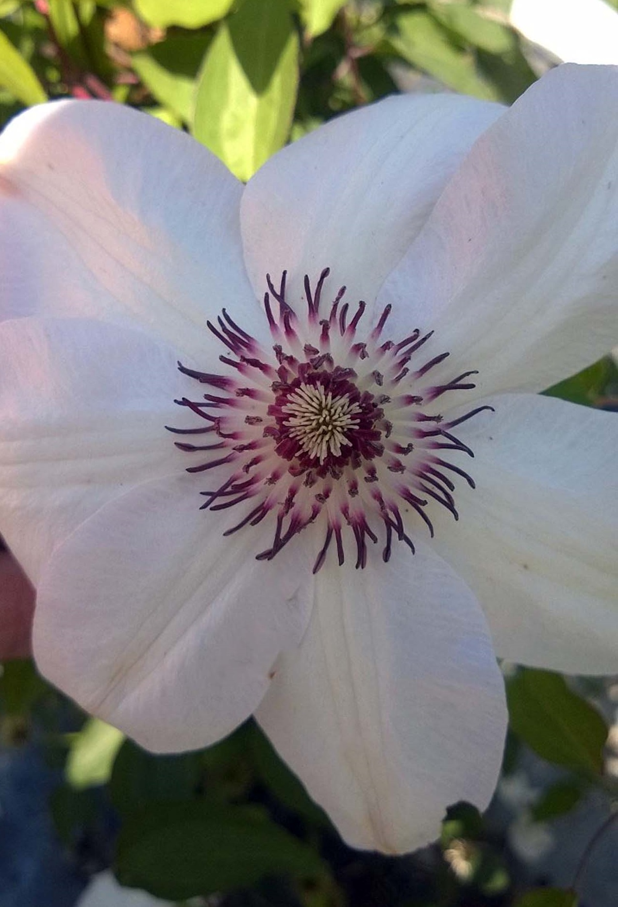 Clematis-Miss-Bateman-a Clematis 'Miss Bateman' - Image 1