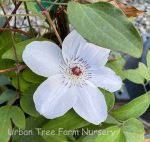 Clematis 'Miss Bateman' - Image 2