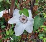 Clematis 'Miss Bateman' - Image 3