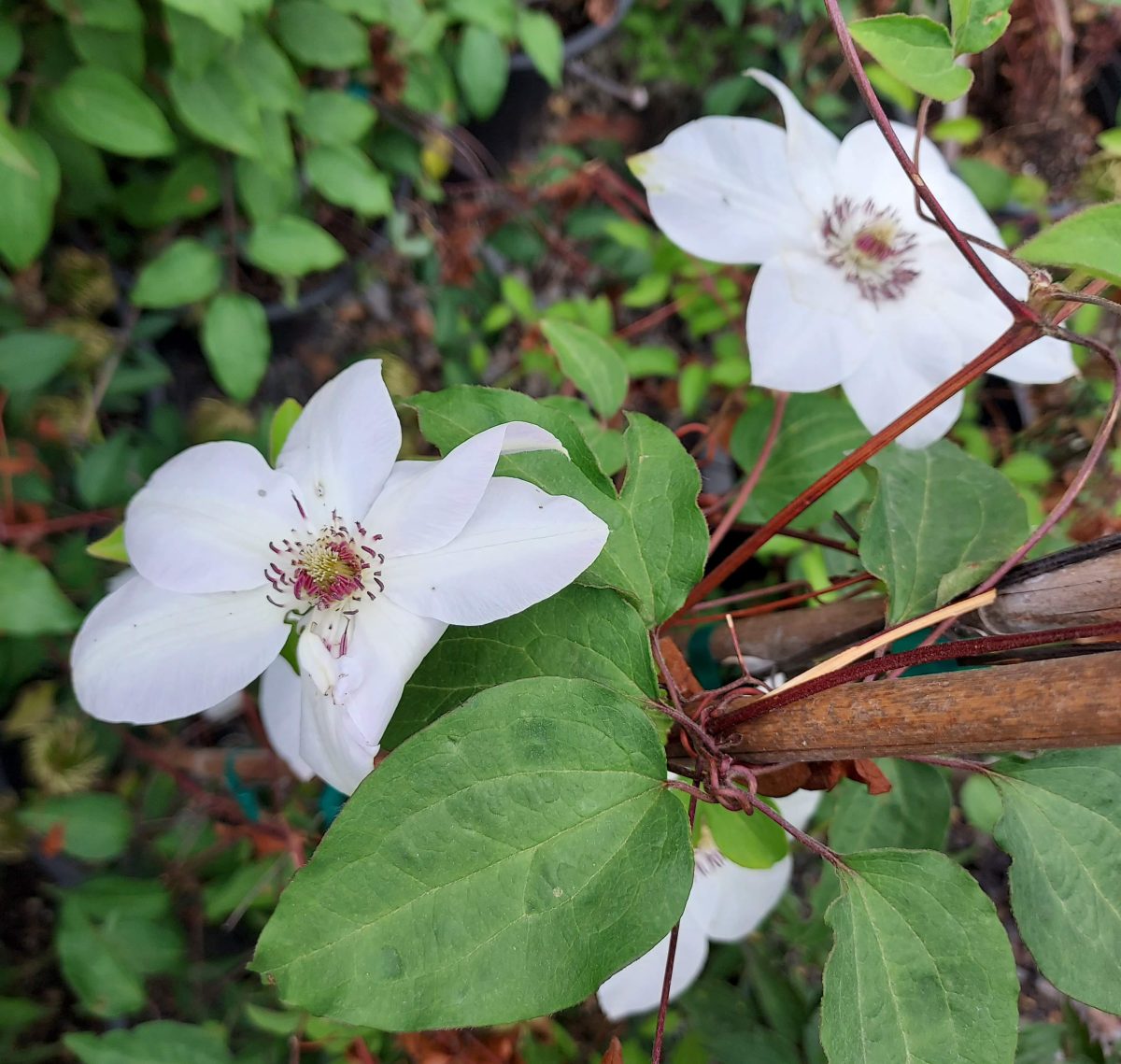 clematis-miss-bateman-urban-tree-farm-nursery