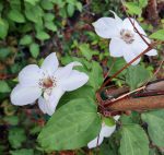 Clematis 'Miss Bateman' - Image 4