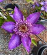 Clematis 'Multi Blue'
