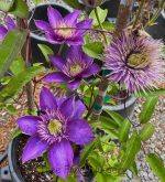 Clematis 'Multi Blue' - Image 2