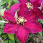 Clematis 'Niobe'