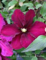 Clematis 'Niobe' - Image 2