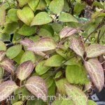 Clematis 'Pink Champagne'