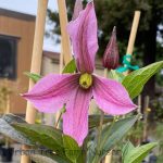 Clematis 'Pink Delight'