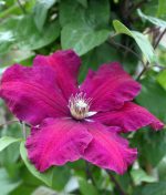 Clematis 'Rouge Cardinal' - Image 2