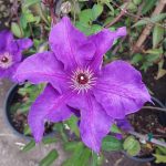 Clematis 'The President'