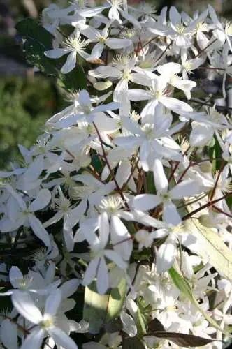 Clematis armandii | Urban Tree Farm Nursery