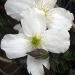 Clematis chrysocoma 'Sericea'