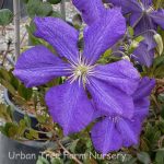 Clematis jackmanii 'Superba'