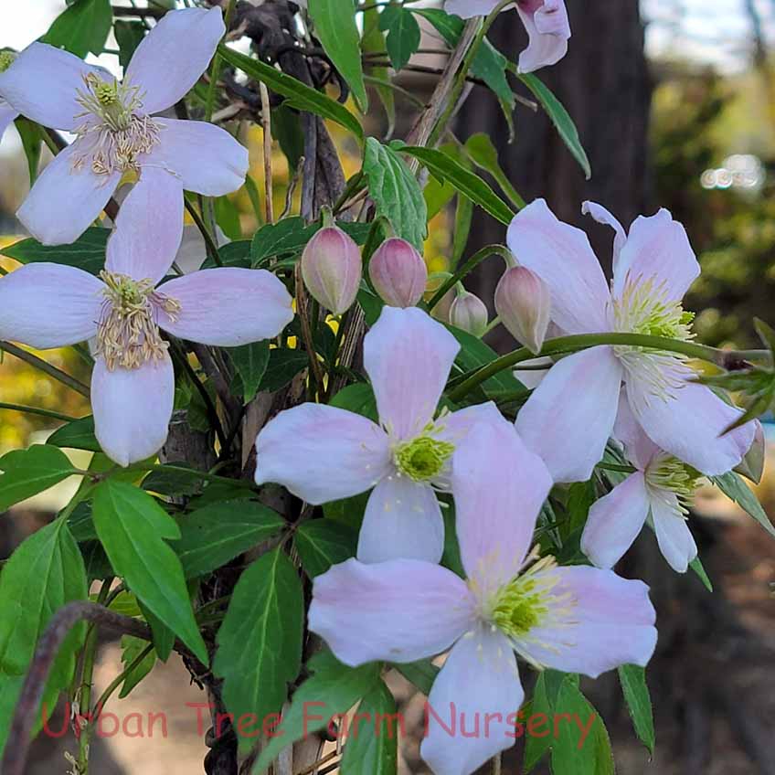 Clematis-montana-Elizabeth-a Clematis montana 'Elizabeth' - Image 1