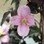 Clematis montana 'Mayleen'