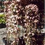 Clematis montana 'Rubens'