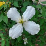 Clematis montana forma grandiflora
