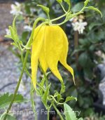 Clematis tangutica - Image 2