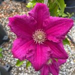 Clematis viticella 'Etoile Violette'