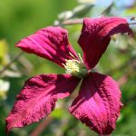 Clematis viticella 'Madame Julia Correvon'
