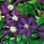 Clematis viticella 'Polish Spirit'