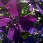 Clematis viticella 'Victor Hugo'