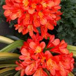 Clivia miniata 'Belgian Hybrid Orange'