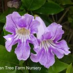 Clytostoma callistegioides