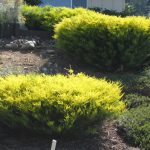 Coleonema pulchrum 'Sunset Gold'