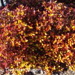 Coprosma 'Tequila Sunrise'