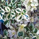 Coprosma repens 'Marble Queen'