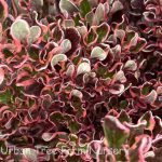 Coprosma repens 'Pacific Sunrise'