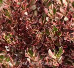 Coprosma repens 'Pacific Sunrise' - Image 2