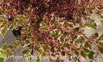 Coprosma repens 'Pacific Sunrise' - Image 3