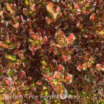 Coprosma repens 'Pacific Sunset'