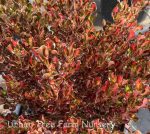Coprosma repens 'Pacific Sunset' - Image 2