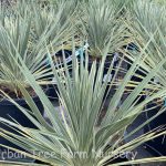 Cordyline australis 'Pink Champagne'