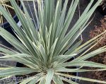 Cordyline australis 'Pink Champagne' - Image 2