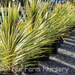 Cordyline australis 'Torbay Dazzler'
