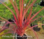 Cordyline banksii 'Electric Pink'