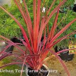 Cordyline banksii 'Electric Pink'