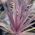 Cordyline x 'Dance Paso Doble' - Image 3